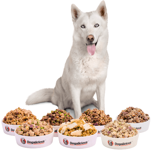 fresh dog food 狗狗鮮食