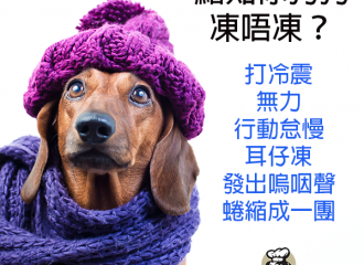 dachshund-dog-with-beanie-winter-warm