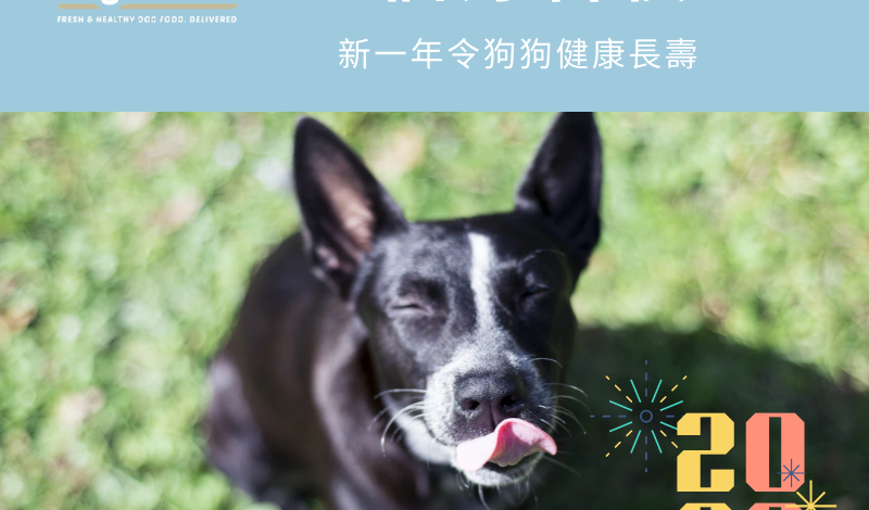 good habits for doggies
