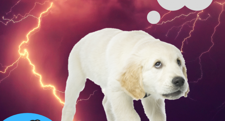 frightened-dog-storm-anxiety