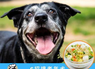 senior-dog-care