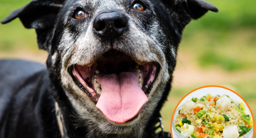 senior-dog-care