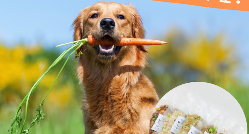 dog-Summer-food