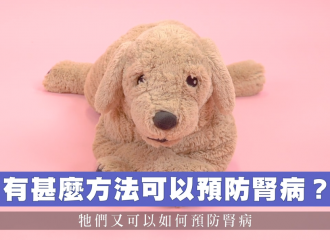 dog-kidney-prevent