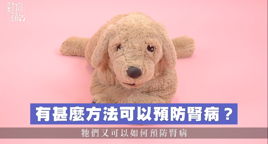 dog-kidney-prevent