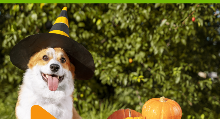 dogalicious-autumn-food-dog-pumpkin