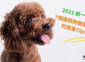 Dogalicious_poodle_healthy_tips