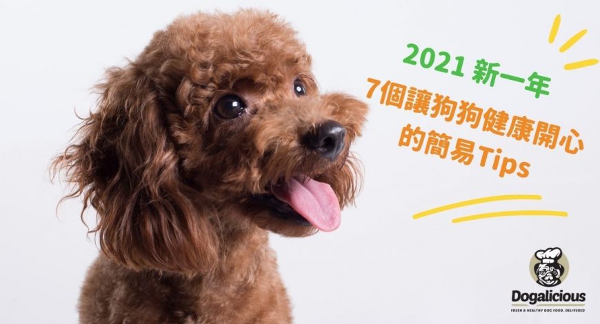 Dogalicious_poodle_healthy_tips