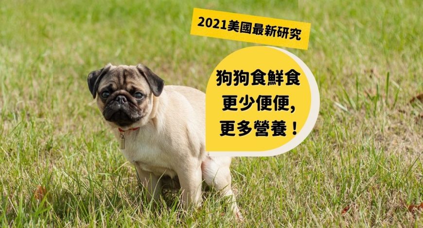 dogalicious-blog-fresh-dog-food-less-poop-pug