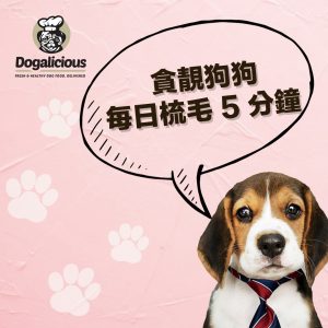 dogalicious-dog-brushing-hair