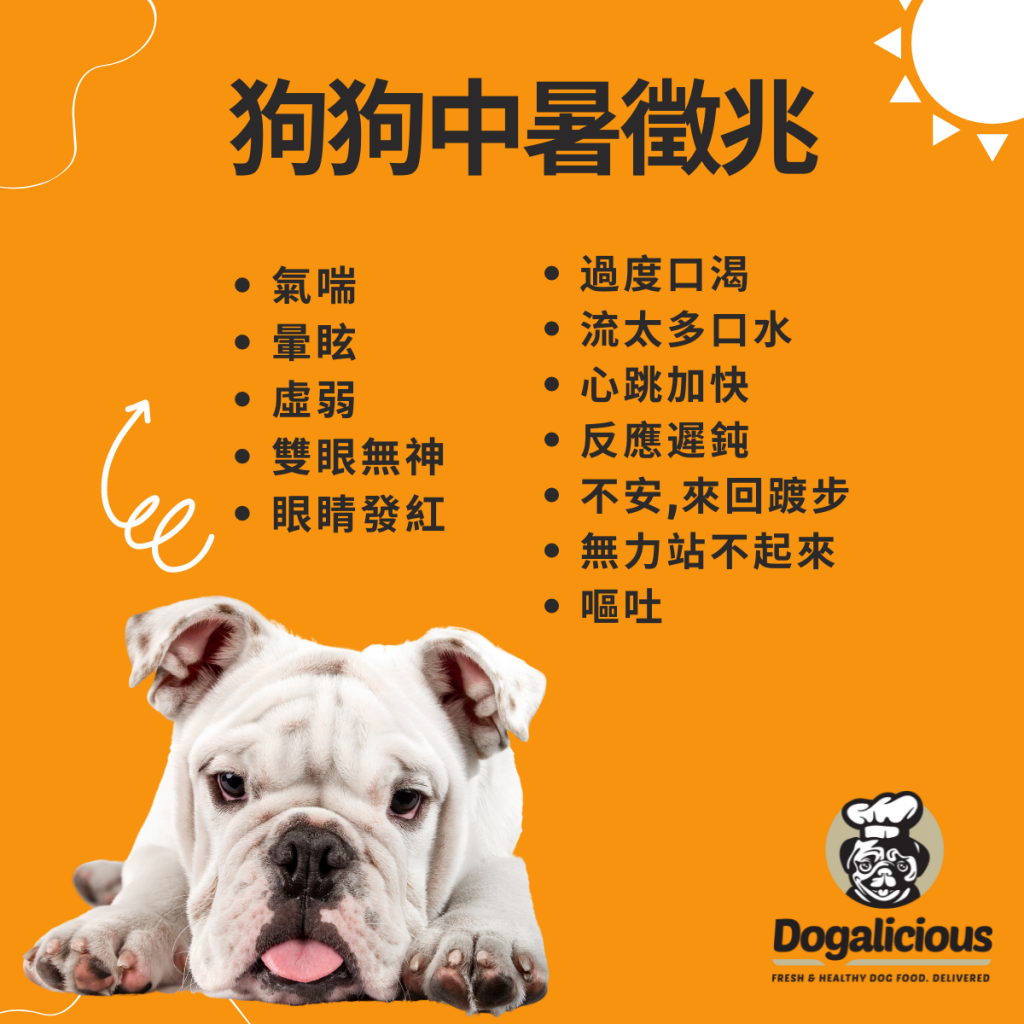 dog_summer_heat_stroke