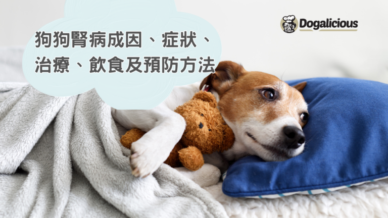 狗腎臟病
