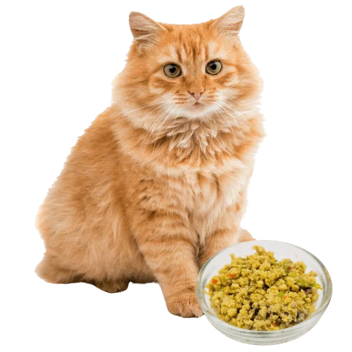 fresh cat food 貓貓鮮食